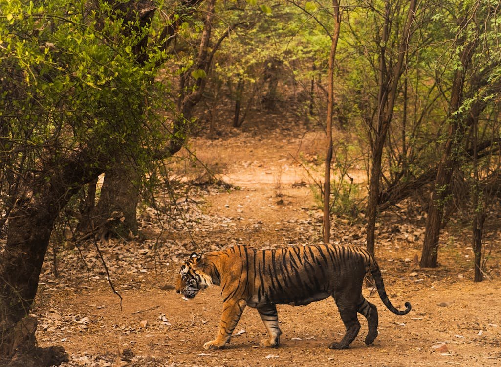 Viaje a Ranthambhore